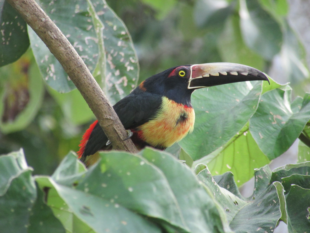 Bird Nerds! - New Life in Belize